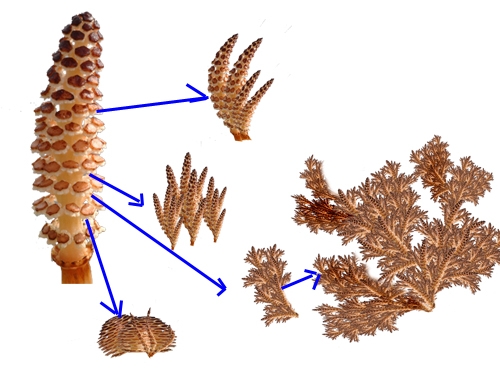 Creation of corals!!: Step 2